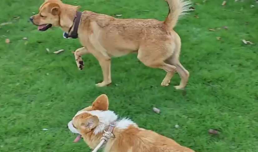 狗子模仿柯基走路姿势，趴在地上匍匐前进