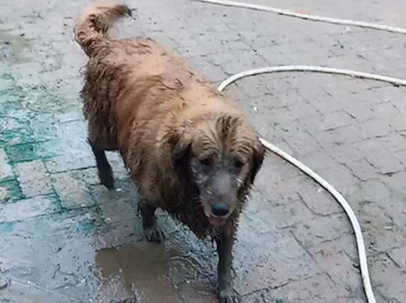 金毛在外面玩了一身泥，回家后主动坐进盆里要洗澡，还挺自觉的？