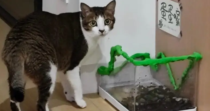 爸爸吐槽猫不会抓老鼠,结果……被猫“报复”