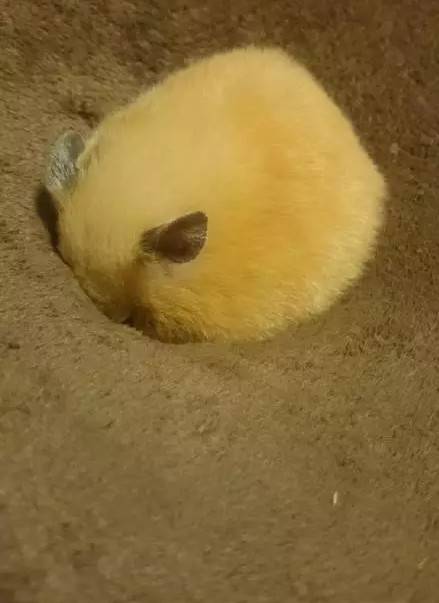 忍笑,这样的小仓鼠好像有点臭臭