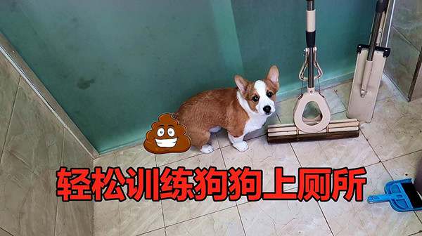 怎么训练幼犬大小便?