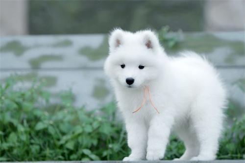 铲屎官带着萨摩耶去洗澡, 吹毛的时候突然感受到了一阵恶寒