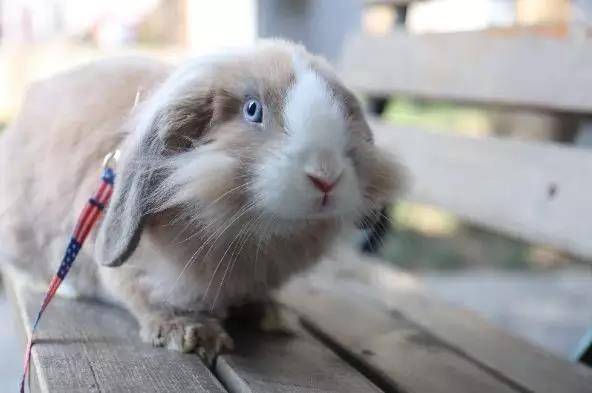 垂耳兔