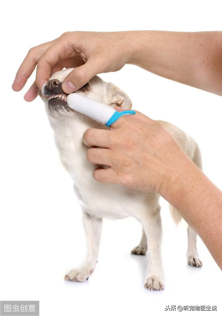 有必要给狗狗刷牙吗?科学刷牙预防疾病无忧