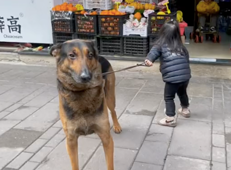 女儿想进超市买零食，非要拉着狗进去帮她付钱，狗：当时尴尬极了