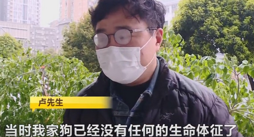 长沙一宠物医院给法斗犬洗澡,高温烘干致死,负责人:赔一两千了事