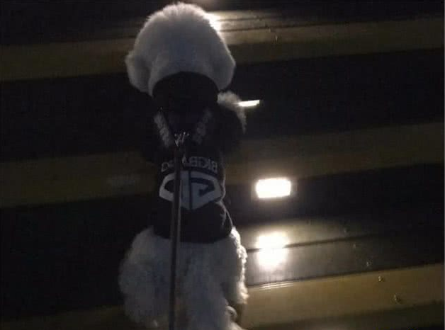 中国式遛狗,其实狗狗也想要沐浴阳光