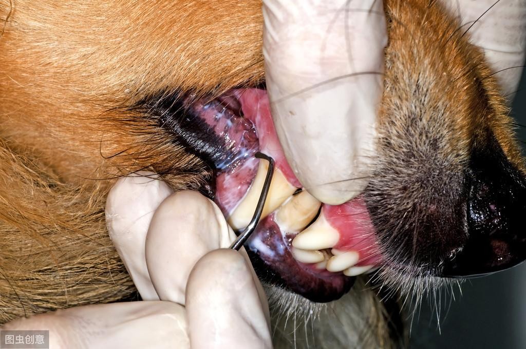 有必要给狗狗刷牙吗?科学刷牙预防疾病无忧