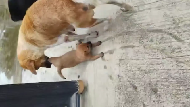 狗妈妈不让小狗玩水,咬住小狗后腿拖回家