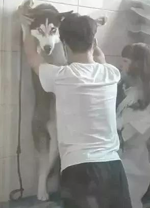 哈士奇洗澡太吵闹,被强摁在墙壁,萨摩耶笑到:被强吻了