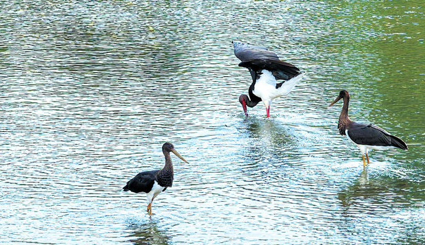 内蒙古喀喇沁旗锡伯河流域迎来黑鹳栖息