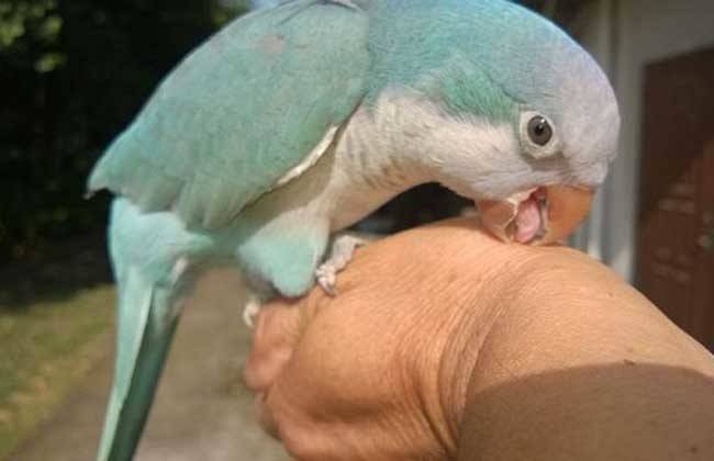 白和尚鹦鹉图片大全