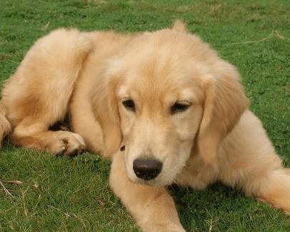 金毛享受按摩, 不给按摩就不洗澡, 主人也无可奈何!