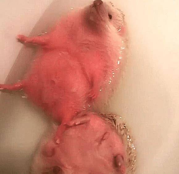 男友帮刺猬洗澡,主人进去一看,被这画面吓坏了,几分熟了