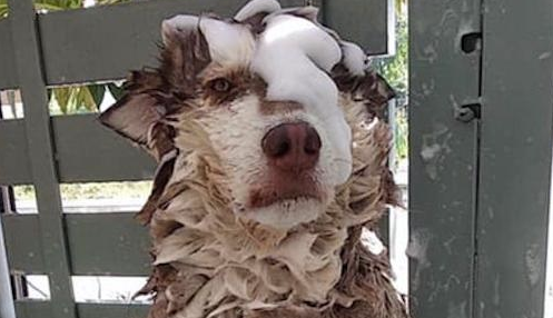 主人家给阿拉斯加洗澡,它一脸忧怨表情:铲屎的,夜里我要拆家!