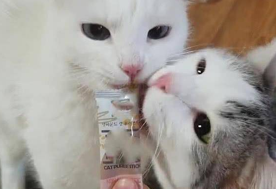 两只猫抢零食吃,随后的画面令人笑喷,猫:哎,咬到我舌头了