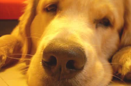 给金毛洗澡时出来接了个电話,回家后见到这一幕立即笑哭?