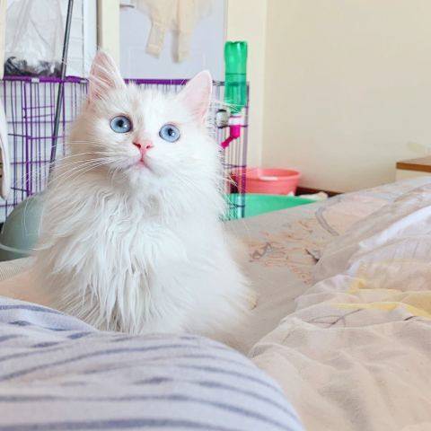 我们家胖九的小蓝眼