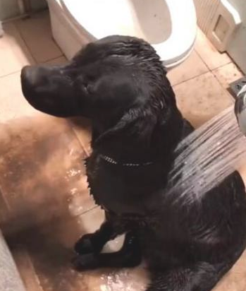 主人给黑狗洗澡,当水打湿狗狗全身上下,流出去的水使他奔溃!