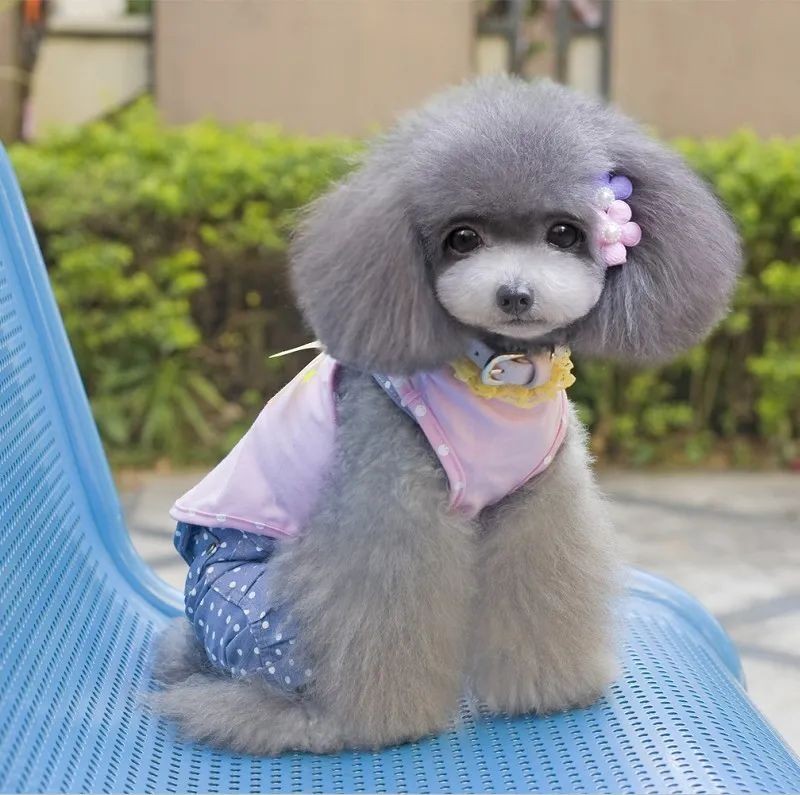 狗狗为什么会打喷嚏?常见原因有五