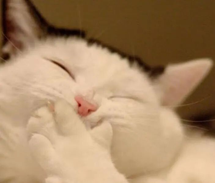 宠物发情喂避孕药可以吗?这些后果需要考虑