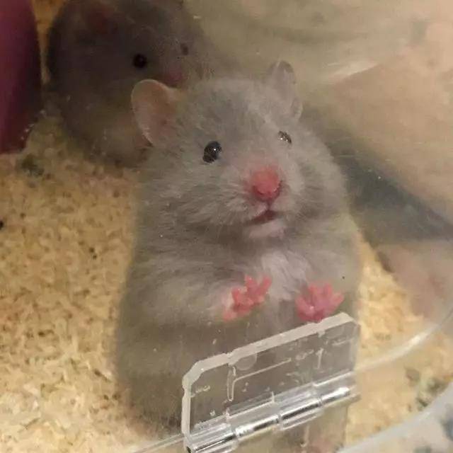 拍照时人家的仓鼠摆好pose等着,你的仓鼠犹如多动症患者~