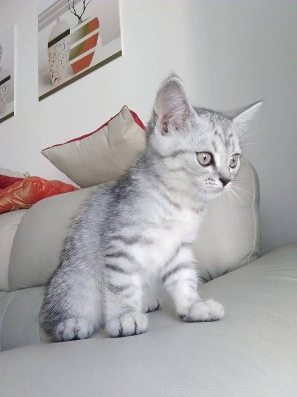 4个月美国短尾猫，有喜欢的吗