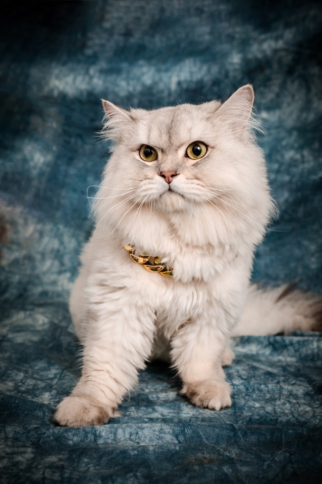 白色慵懒可爱波斯猫图片