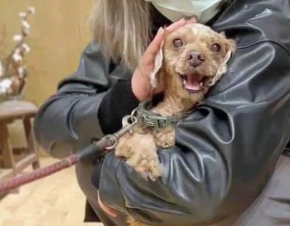 泰迪狗6年没洗澡,主人却嫌它不爱干净抛弃它