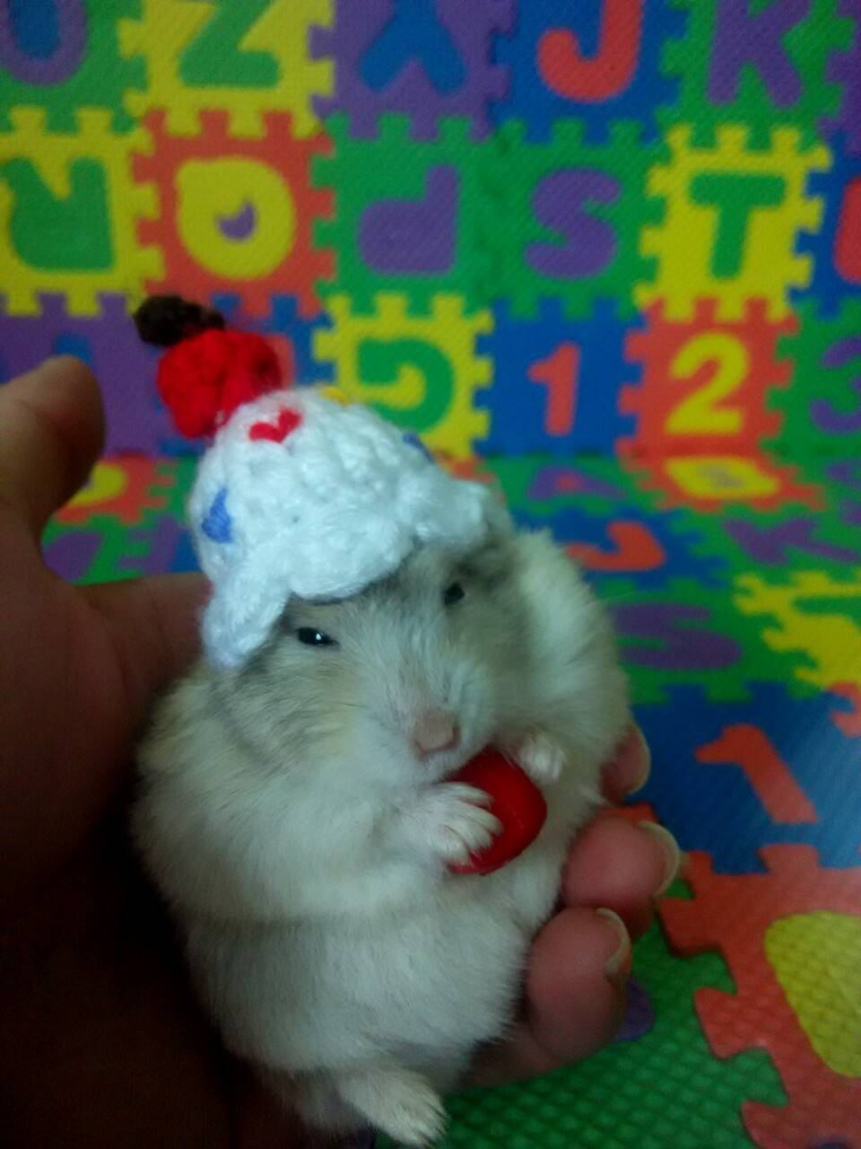 生日都过完了,生日帽子才到货,不过,它戴上也挺可爱的