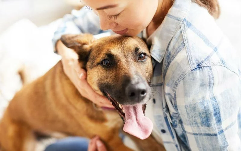 狗狗为什么会打喷嚏?狗狗打喷嚏的原因