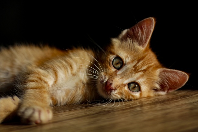 呆萌小猫咪家养图片