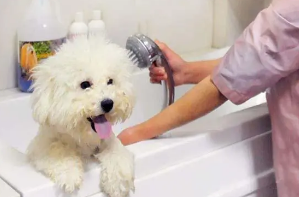 狗狗也有专用沐浴露,请停止人用沐浴露洗