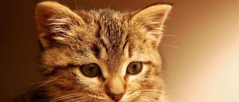 猫妈妈照顾小主人 | 妈妈帮小主人洗澡,猫皇硬爬上背赖着不走的样子让人笑翻