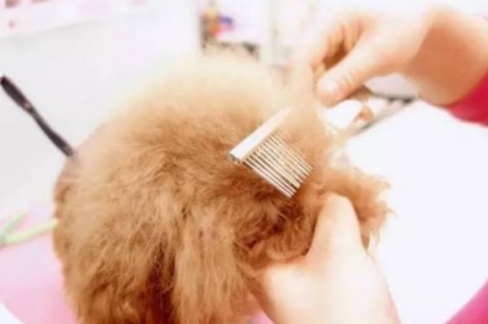 正确的狗狗洗澡姿势来啦!快给你家的毛孩子“翻翻新”~