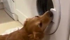 看见好友在洗衣机洗澡 阿金世界崩毁超想救援