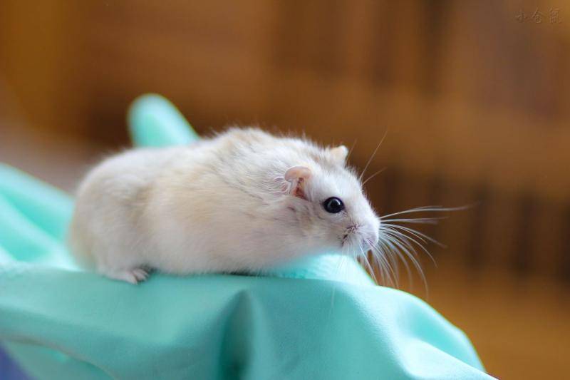 仓鼠掉毛怎么回事