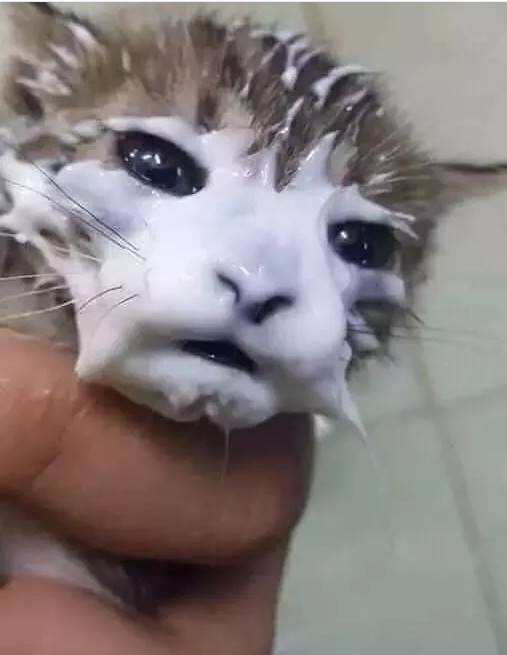 铲屎官给猫咪开了个酸奶,过一会再回来看,结果猫成了这样..这酸奶面膜,从小就开始保养肌肤,哪天你不要我了,靠颜值找下家去