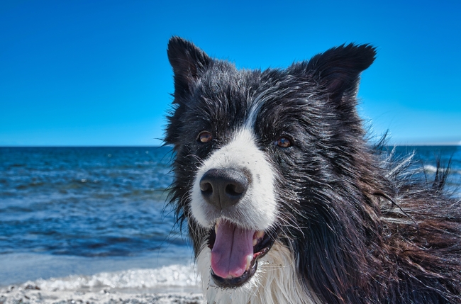 海边牧羊犬狗狗图片