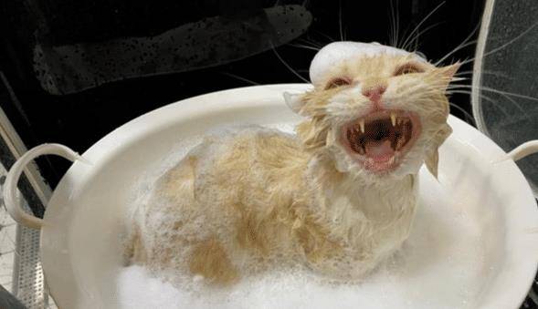 猫咪洗澡竟笑得如此灿烂,原来这一切都是“遗传”惹的祸!