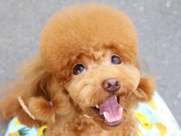 如何挑选宠物沐浴露?来看看吧