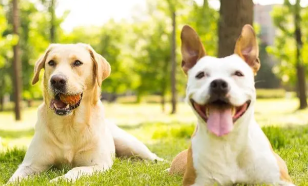 狗狗不喜欢人的沐浴露?你不知道的原因在这