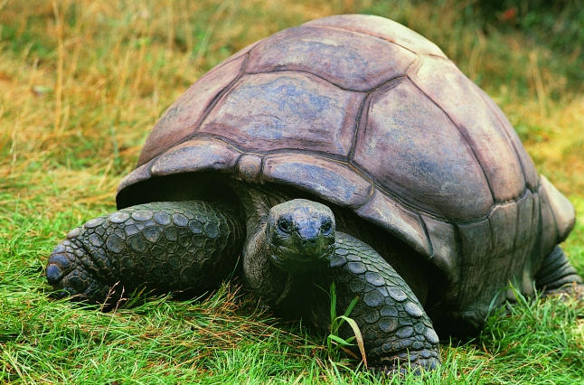 环境丰容:让爬宠心理更健康的技巧