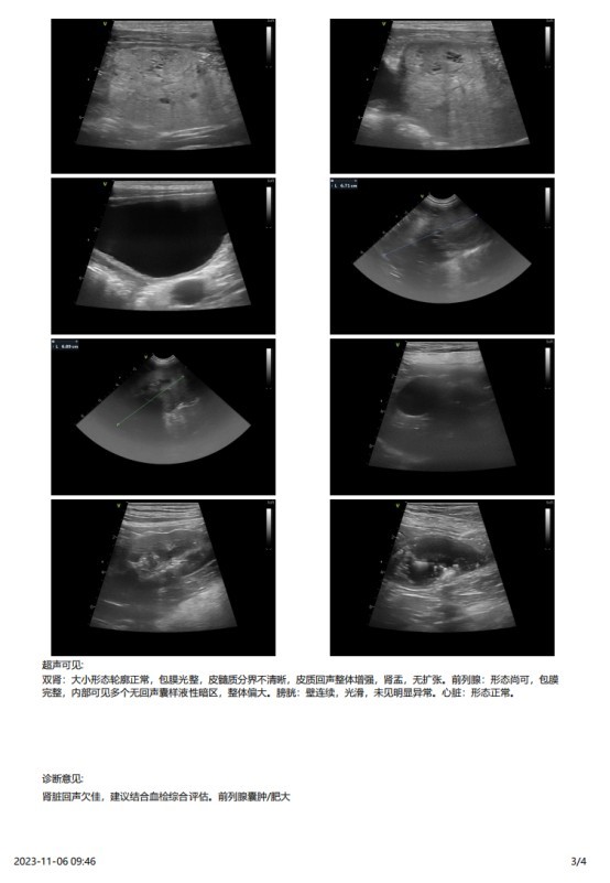 一例犬睾丸肿瘤的诊断与治疗
