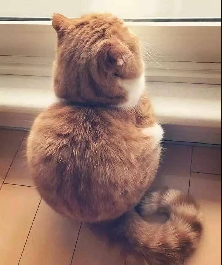 来几张小猫咪的背影杀图片,值的收藏哦
