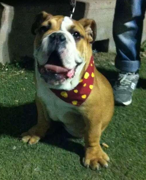 狗洗澡闷死 | 北京：送爱犬去动物医院洗澡 结果被实习生憋死