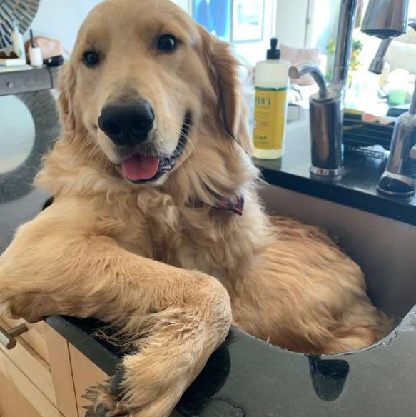 黄金猎犬不喜欢浴室洗澡 却偏好厨房小水槽