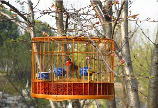 天气晴好 遛遛鸟