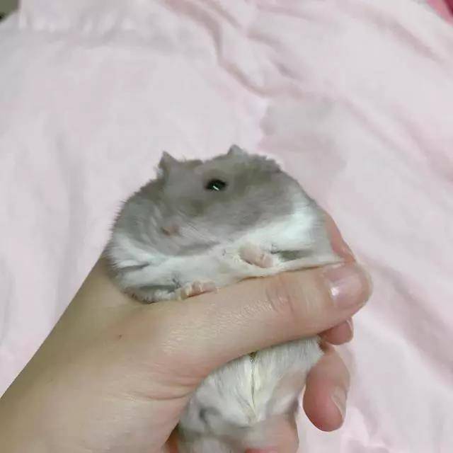 仓鼠：快松手！你不松手我就，我就，卖萌