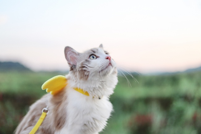 宠物小猫咪图片